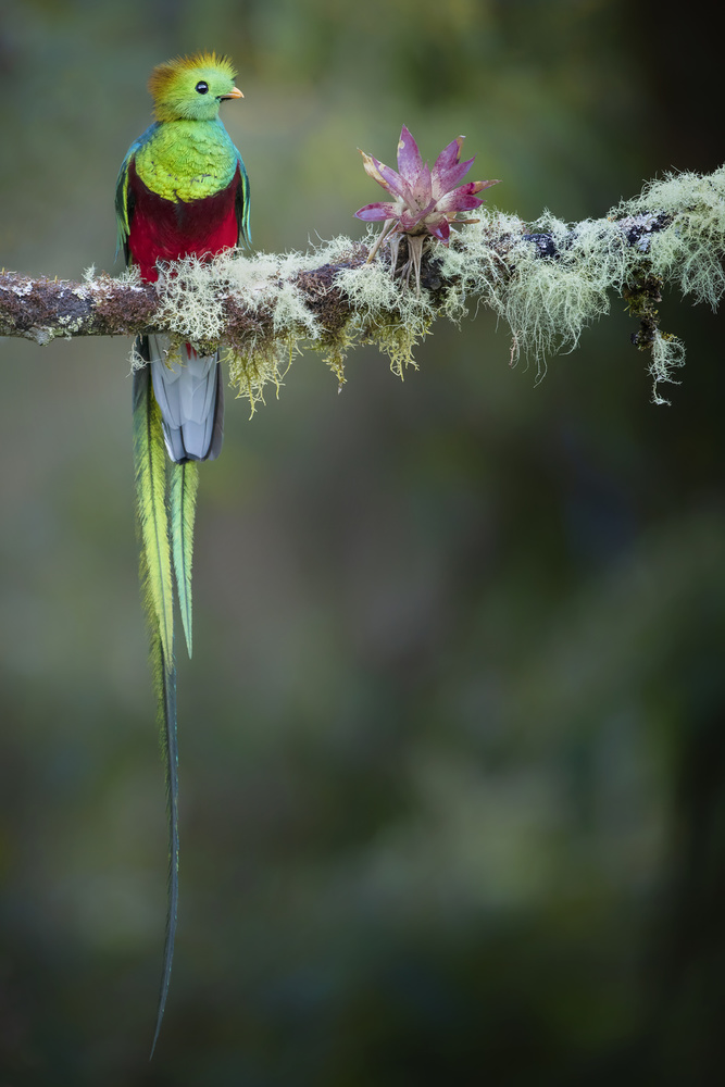 Farben des männlichen Quetzals from Renee Doyle