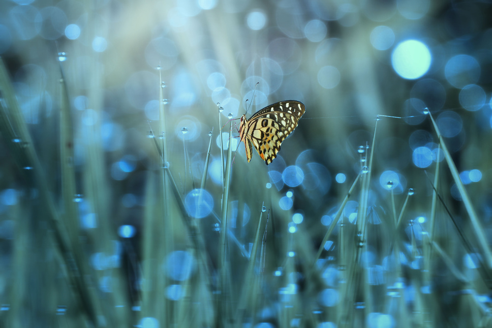 Schmetterling from Ridho Arifuddin