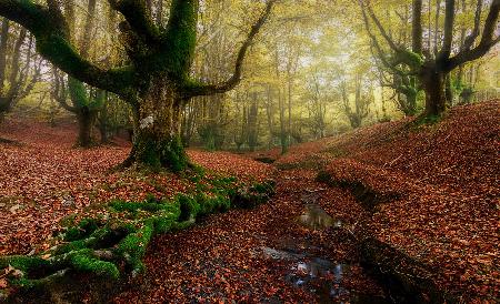 Herbst in Otzarreta