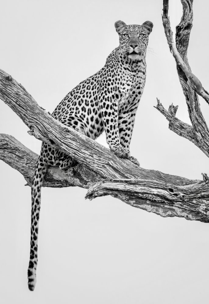 Leopardenporträt - Monovar from Rob Darby