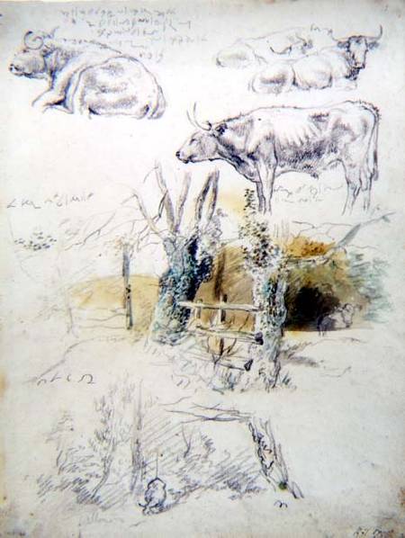 Cattle Studies from Robert Hills