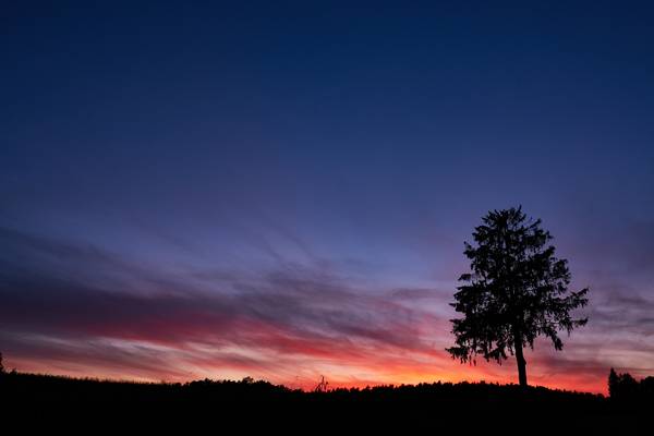 Eine Baumsilhouette vor dem leuchtenden Himmel. from Robert Kalb