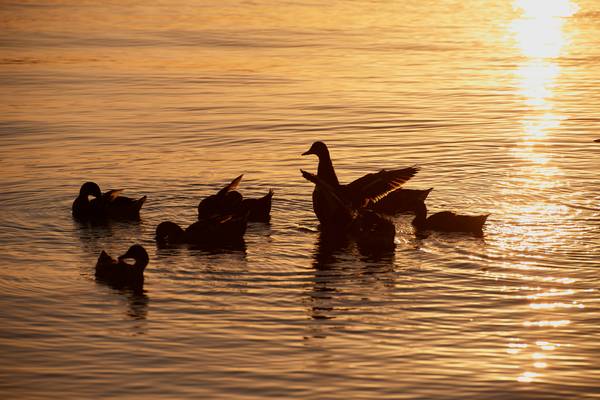 Enten im Abendlicht am Lago Trasimeno from Robert Kalb