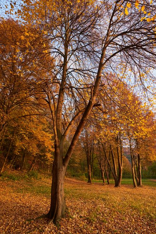 Goldener Herbst im Wienerwald from Robert Kalb
