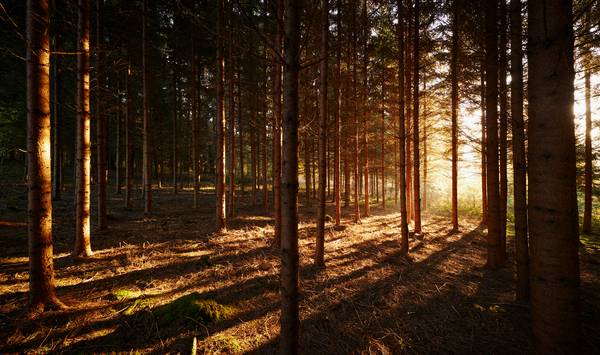 Romantischer Wald mit Streiflicht im Herbst from Robert Kalb