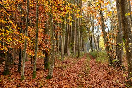 Ein Waldweg mit Laub durch einen leuchtenden Herbstwald