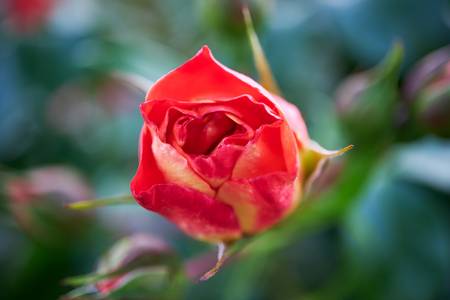 Einzelne rote Rose am Rosenstrauch