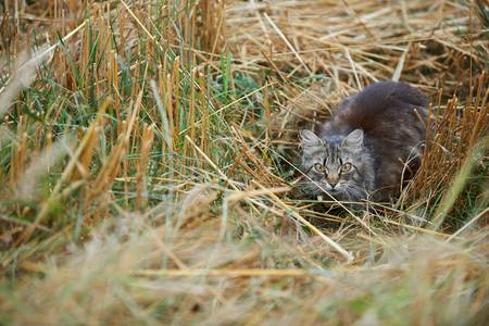 Erschreckte Katze sitzt im Getreidefeld