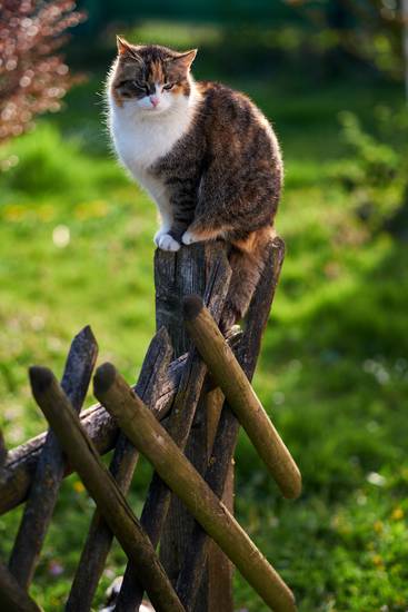 Getigerte Katze sitzt auf einem Holzzaun im Gegenlicht