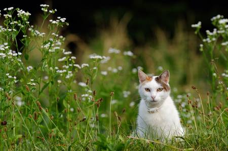 kleine neugierige Katze sitzt im Gras