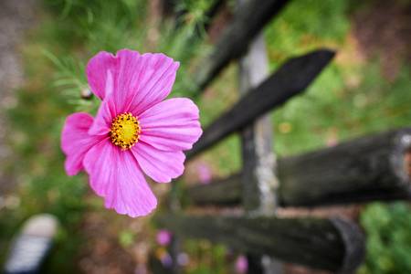 Pinke Blumen am Holzzaun eines Bauerngartens