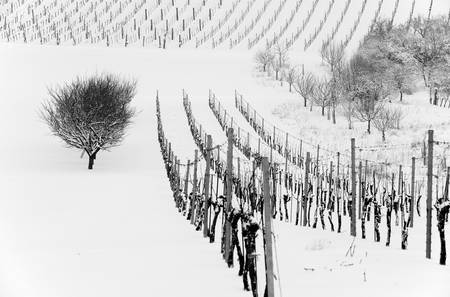 Weingarten im Winter