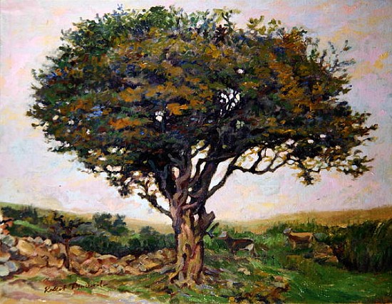 The Tree, Anglesey  from Robert  Tyndall