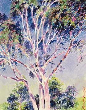 Gum Tree, Australia (w/c) 