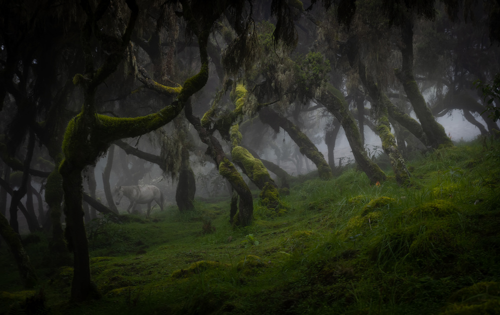 Harenna-Wald from Roberto Marchegiani