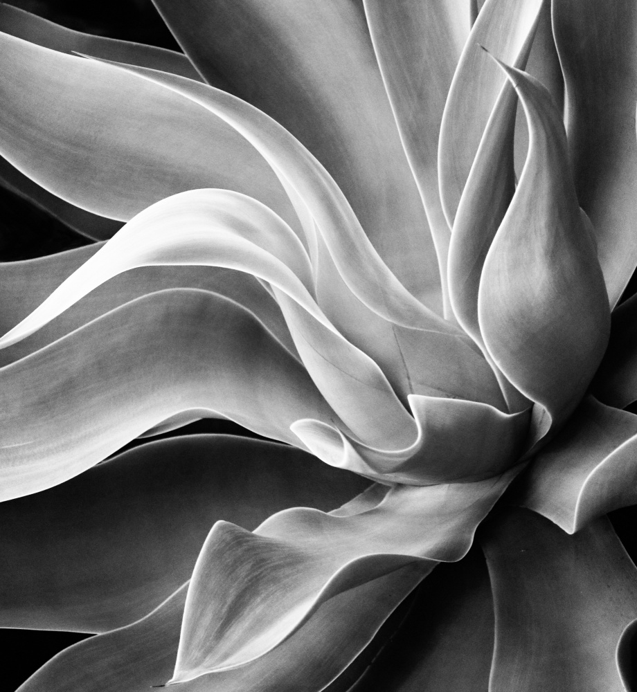 Agave Abstract,Sommer 2022 from Robin Wechsler
