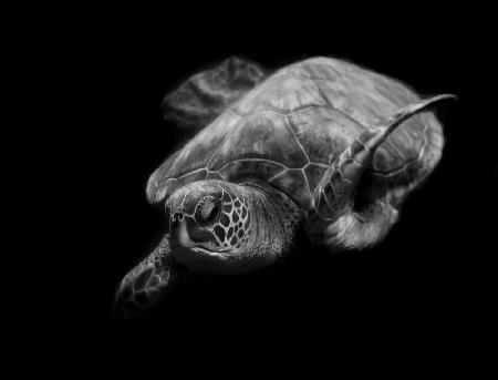 Porträt einer Meeresschildkröte in Schwarz und Weiß