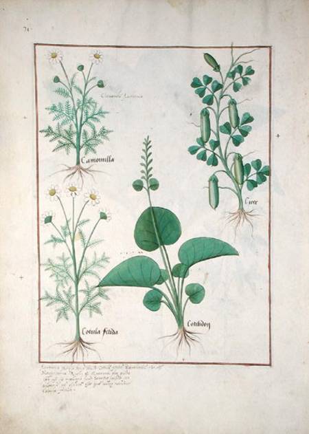 Chamomile (top left) and Cucumber (right) Illustration from 'The Book of Simple Medicines' by Matthe from Robinet Testard