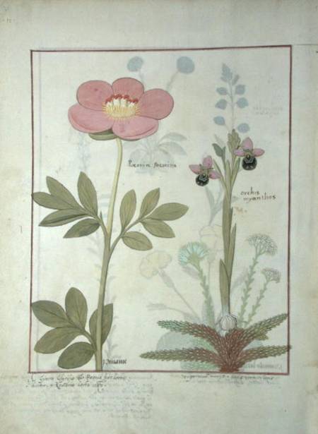Ms Fr. Fol VI #1 Paeonia or Peony, and Orchis myanthos from Robinet Testard