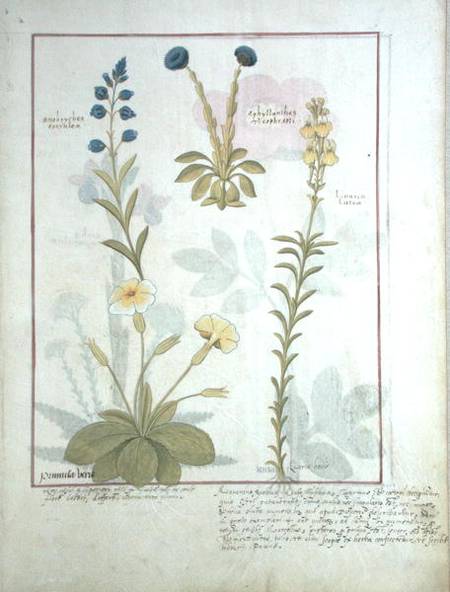 Ms Fr. Fv VI #1 fol.117 Top row: Onobrychis or Sainfoin, and Aphyllanthes. Bottom row: Linaria Lutea from Robinet Testard