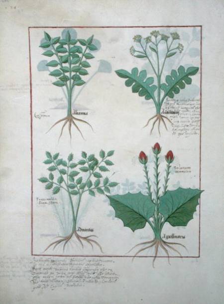 Ms Fr. Fv VI #1 fol.123v Top row: Ligustrum and Acanthus. Bottom row: Grass plant and Apollinaris, i from Robinet Testard