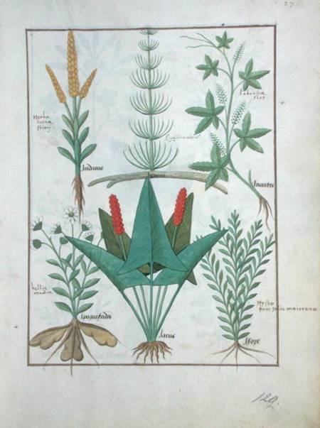 Ms Fr. Fv VI #1 fol.125r Top row: Maize, Equisetum and Labruscae flos. Bottom row: Daisy, Jarus and from Robinet Testard