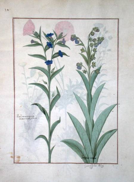 Ms Fr. Fv VI #1 fol.130v Pulmonaria and Lungwort, illustration from 'The Book of Simple Medicines' from Robinet Testard