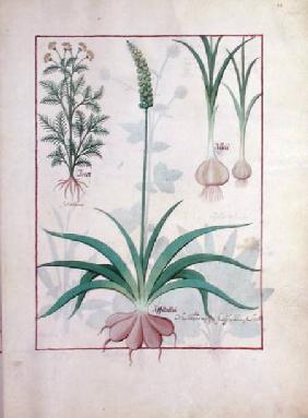Ms Fr. Fv VI #1 fol.119r Garlic and other plants