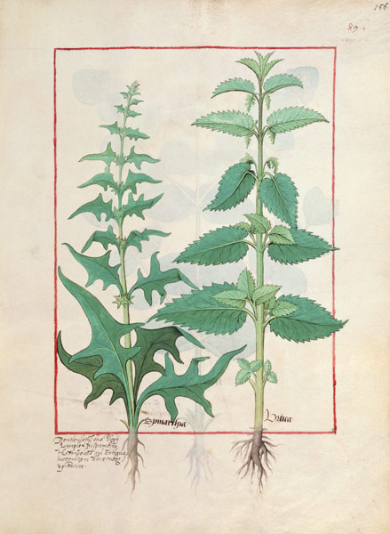 Urticaceae (Nettle Family) Illustration from the 'Book of Simple Medicines' by Mattheaus Platearius from Robinet Testard