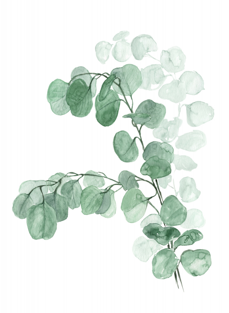 Aquarell-Silberdollar-Eukalyptus from Rosana Laiz Blursbyai