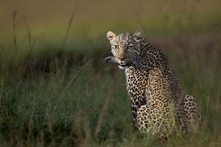 Afrikanischer Leopard ...