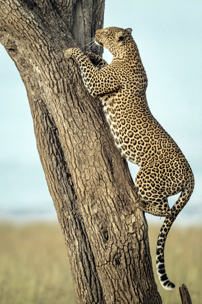 Leopard in Afrika from Roshkumar
