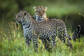 Leopardenfamilie