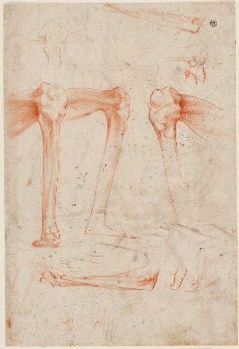 Studien von Beinen, Knien und Armen from Rosso Fiorentino