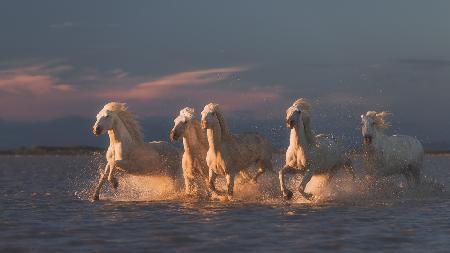 Camargue-Pferde bei Sonnenuntergang