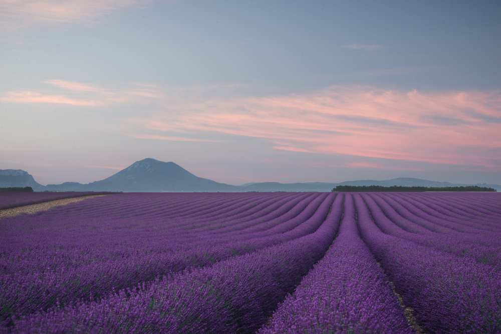 Lavender field from Rostovskiy Anton