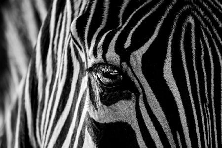 Abstraktes Zebra