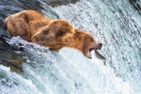 Lachsspektakel des Grizzlybären