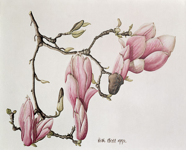 Magnolia X Soulangiana, 1992 (w/c on paper)  from Ruth  Hall