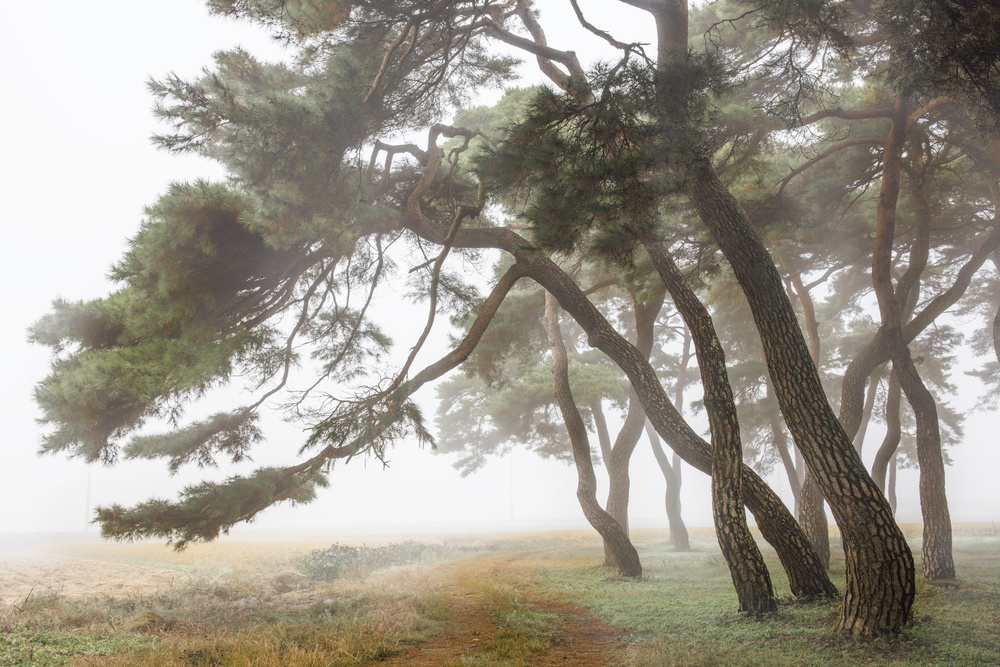 Kiefernhain im Nebel-2 from Ryu Shin Woo