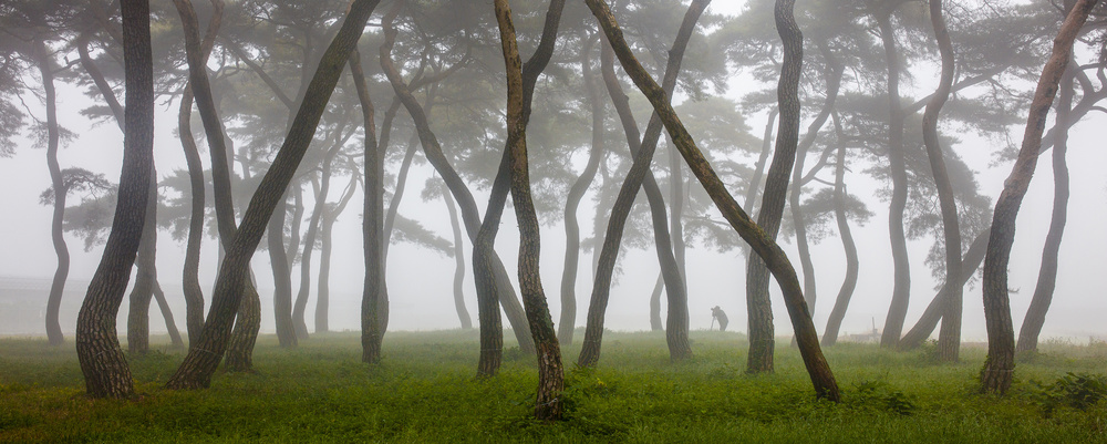 Kiefernhain im Nebel-4 from Ryu Shin Woo