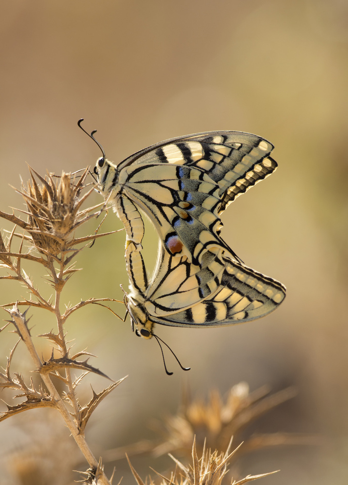 Papilio from Samir. H