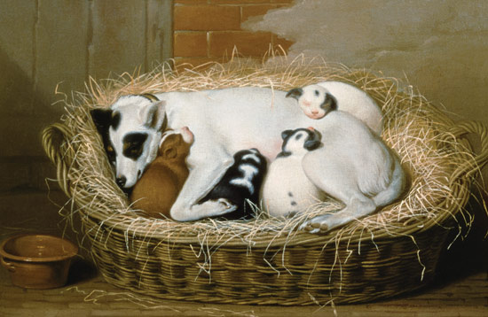 Bitch with her Puppies in a Wicker Basket from Samuel de Wilde