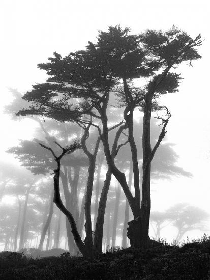 Kalifornische Kiefern im Nebel