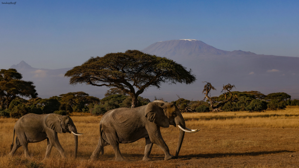 Amboseli-Elefanten from Sandeep Shroff