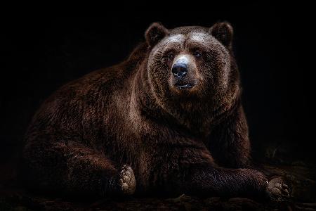 Bärenporträt