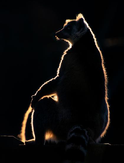Lemur bei Sonnenuntergang
