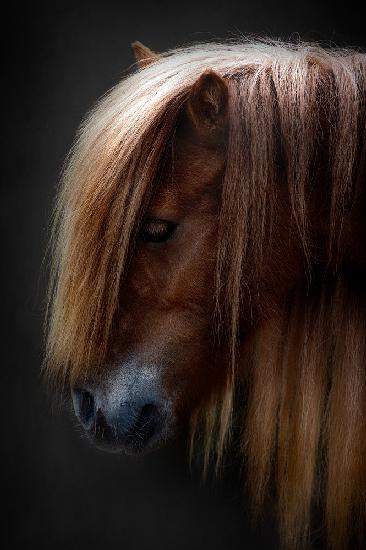 Pony-Shetland-Porträt