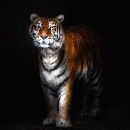 Tigerporträt II
