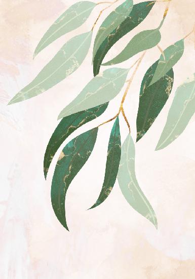 Australische Eukalyptusblätter